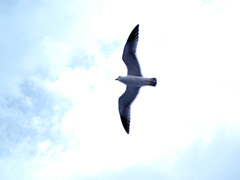 Seagull